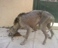 Όταν οι άλλοι δεν δίνουν δεκάρα αυτοί κάνουν τα πάντα για να σώσουν το άρρωστο σκυλί στο Περιστέρι
